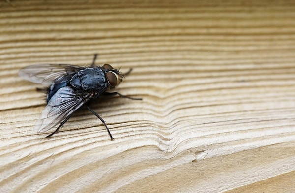 Sıcak havalar, karasineklerin ölmesi gereken dönemde yaşamaya devam etmesine neden oluyor.