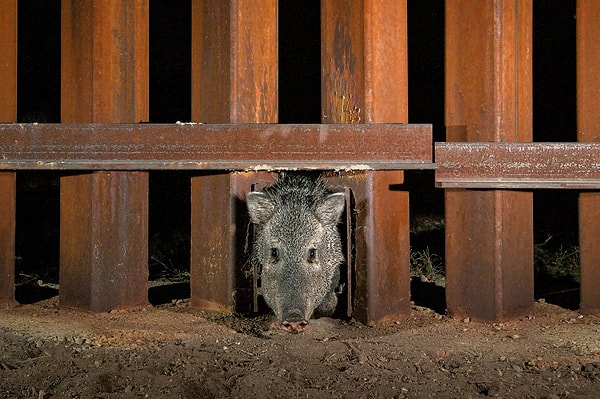 Sınırdaki Kapılar - Sonora, Meksika