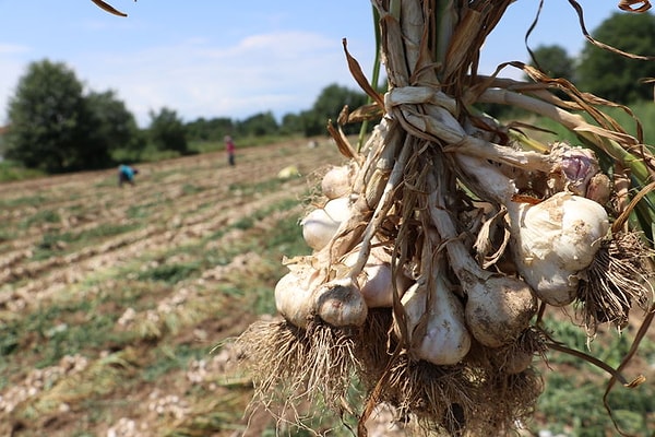 Uzun süre bozulmadan kalabilme özelliği değerini katlıyor.