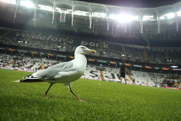 Beşiktaş stadındaki martı ilginç anlara neden oldu.