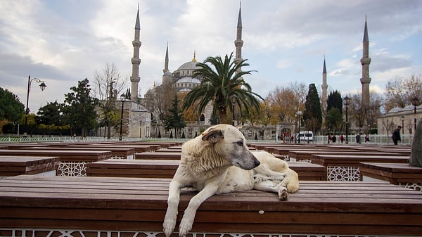 İstanbul Valiliği, sokak köpeklerine yönelik beslenme kararı aldı.