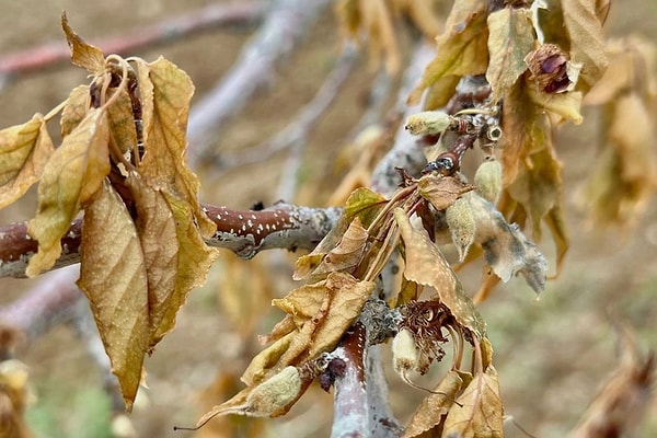 Bahçenizdeki bitkileri korumak için eski bir çarşaf kullanın.