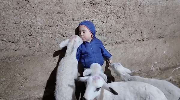 "Kuzular beni yiyorlar"