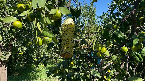 Hatay’ın Samandağ ilçesindeki Atatürk Anadolu Lisesi öğrencisileri, Felsefe Öğretmeni Zihni Berrak'ın danışmanlığında bir proje geliştirdi.