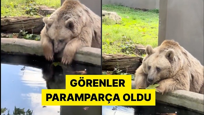 Darıca Hayvanat Bahçesi'nde Görüntülenen Ayı Sosyal Medyada Gündem Oldu