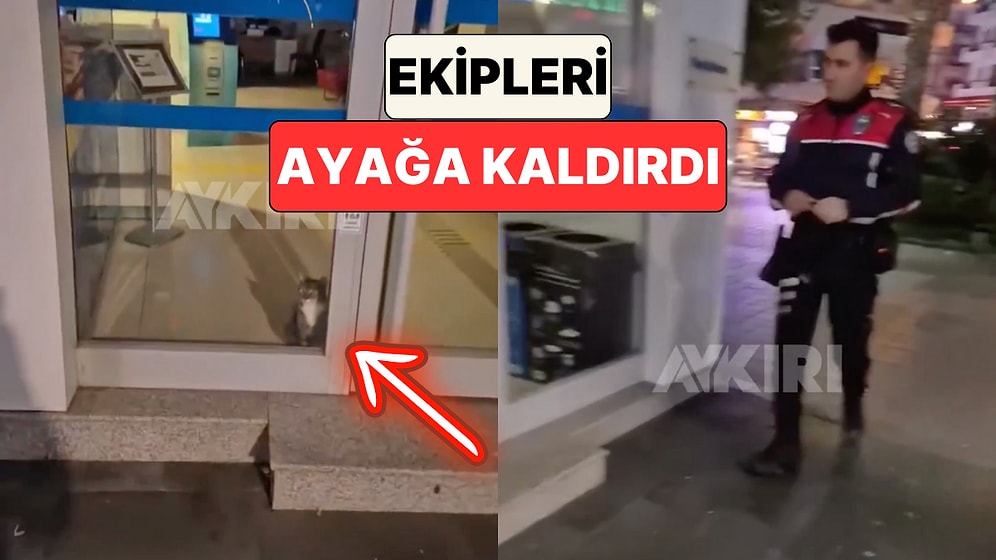 Aydın'da Bir Bankanın Alarmlarının Çalması Üzerine Olay Yerine Giden Polis Kapıda Kedi ile Karşılaştı