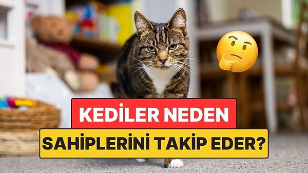 5. Kediler Sahiplerini Neden Her Yerde Takip Eder?