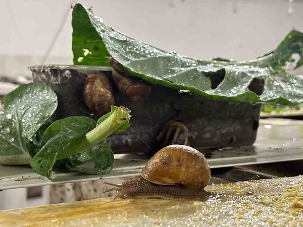 Kozmetik sektörünün yeni hammaddesi: Beyaz havyar 3 bin Euroya alıcı buluyor.