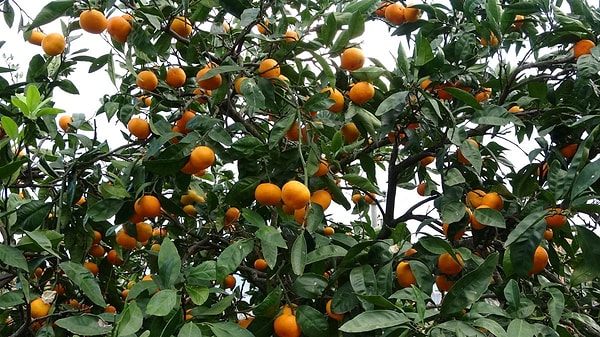 İklim değişikliği üretim bölgelerini etkiliyor ancak verimlilik korunuyor.