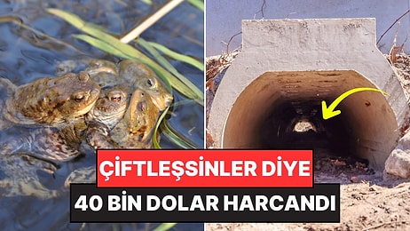Türü Tehlike Altında Olan Hayvanların Rahat Rahat Çiftleşebilmesi İçin "Aşk Tüneli" İnşa Edildi