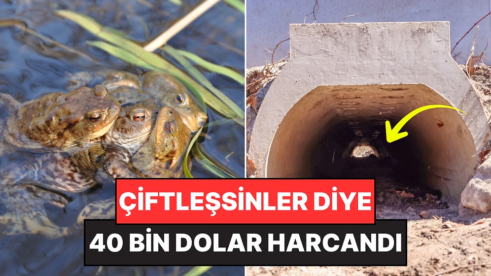Türü Tehlike Altında Olan Hayvanların Rahat Rahat Çiftleşebilmesi İçin "Aşk Tüneli" İnşa Edildi