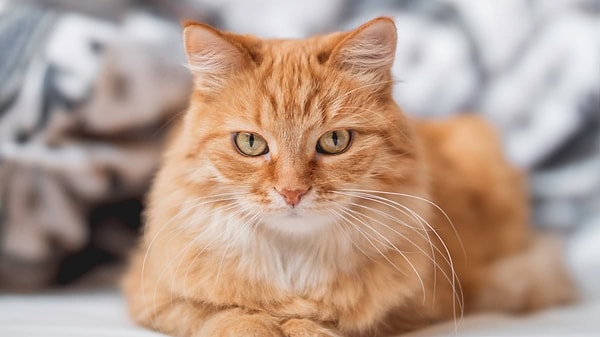 2.050 euro tazminat ödedi: Sahibi, psikolojik destek almaya başladı.