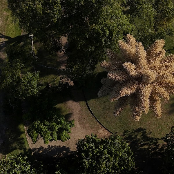 Talipot palmiyesi, 40 ila 80 yıl arasında yaşayan tropikal bir tür olarak biliniyor.