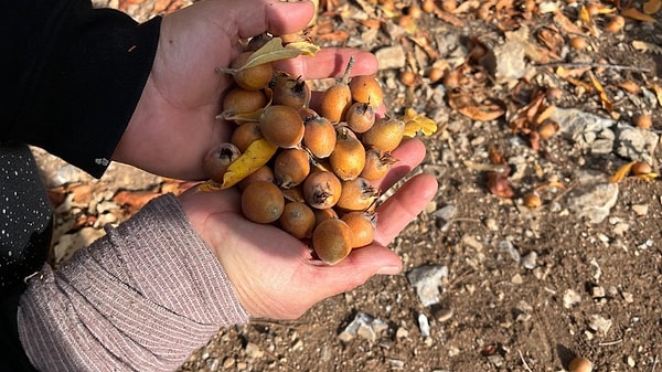 Antalya’nın Akseki ilçesinde, Toros Dağları’nın derinliklerinde yıllar önce sessiz sedasız yapılan bir aşılamanın meyveleri bugün adeta bölge halkının geçim kaynağına dönüştü.