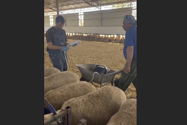 "Gerçek hattta koyun saymak."