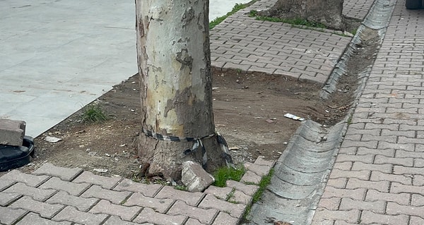 Kocaeli’nin Darıca ilçesinde sabah temizliği yapan bir market çalışanı, ağacın altında unutulmuş gibi duran kargo poşetini çöpe atmak isterken beklenmedik bir manzarayla karşılaştı.