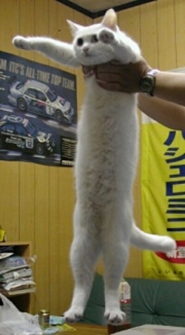 Longcat