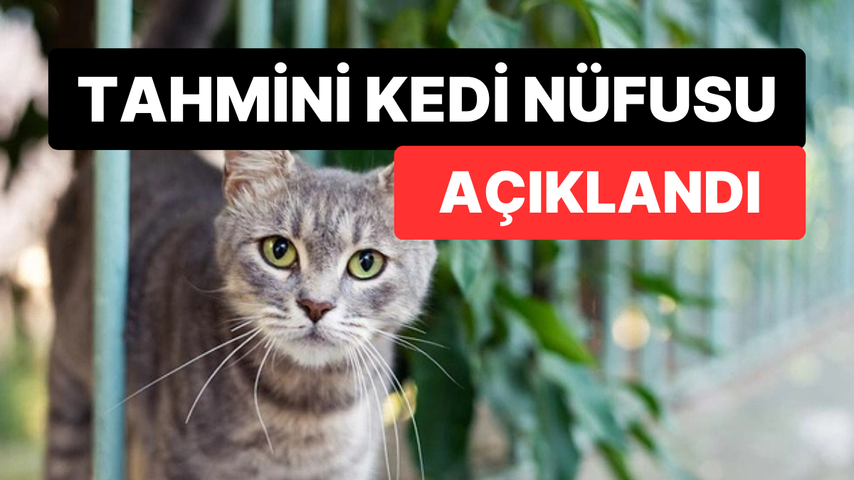 Dünyadaki Tahmini Kedi Sayısı Açıklandı: Sayıları Düşündüğümüzden Fazla!