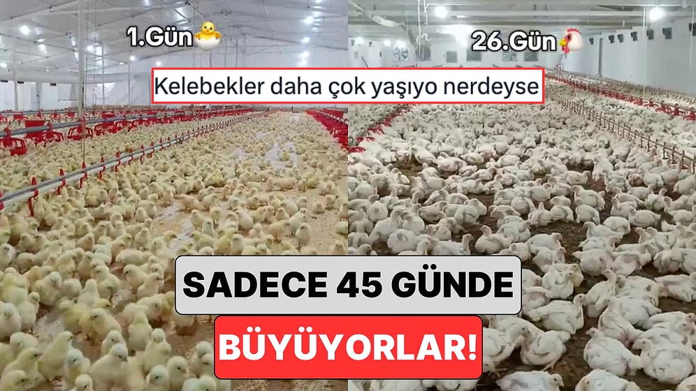 Sadece 45 Günde Tamamen Büyüyerek Kesime Giden Tavuklar Sosyal Medyayı İkiye Böldü