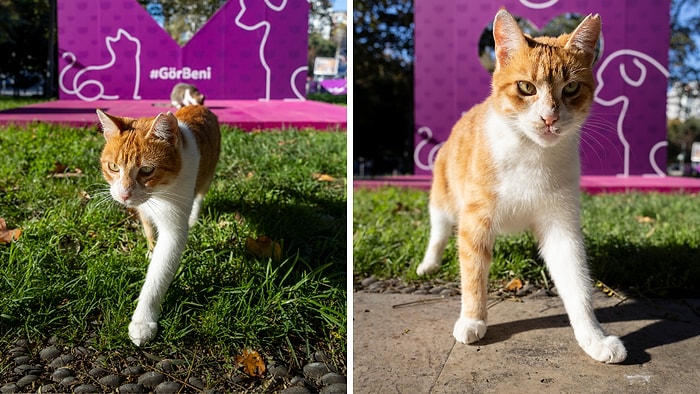 Bir Anlık Dikkat, Bir Ömürlük Fark: Hayvan Dostu Şehirler İçin Atabileceğimiz Basit Adımlar