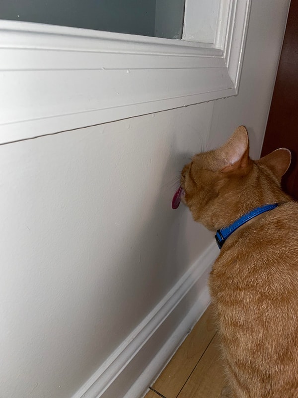 Stres ve kaygı, davranışı alışkanlığa dönüştürebilir