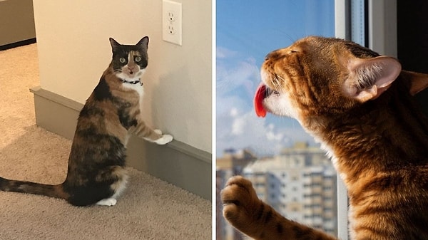 Tat, koku ve nem sandığınızdan daha çekici olabilir