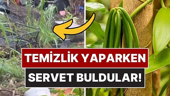 Ormanda Temizlik Yaparken Servet Değerinde Bitkiyle Karşılaştılar