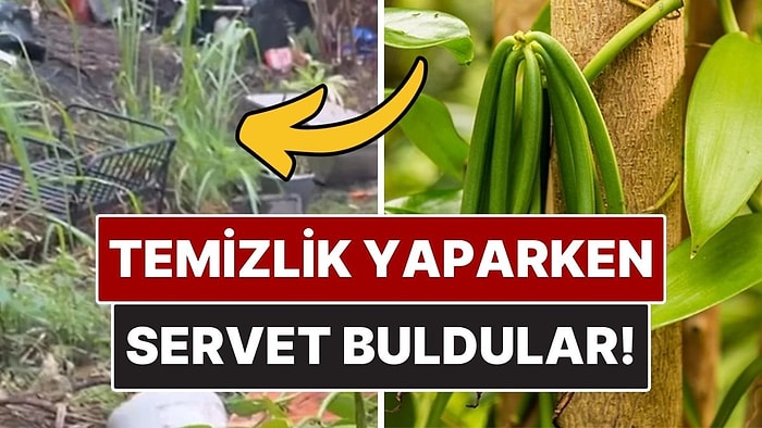 Ormanda Temizlik Yaparken Servet Değerinde Bitkiyle Karşılaştılar