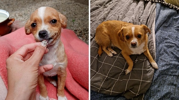 3. Fotoğrafa bakınca bile o küçük kuyruğunu hızlı hızlı salladığını görebiliyoruz!