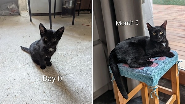 10. Kapanışımızı da İstanbul beyfendilerini aratmayan bu minik dostumuzla yapalım. Ne diyorduk? Satın alma, sahiplen...