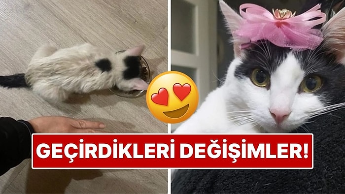 Sahiplendikleri Hayvanların Önceki ve Sonraki Hallerini Paylaşarak Kalp Isıtan Kullanıcılar