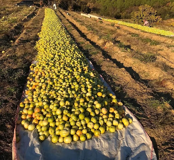 Kurtarabilirlerse kilosu 20-25 TL'ye ürünleri satıyorlar.
