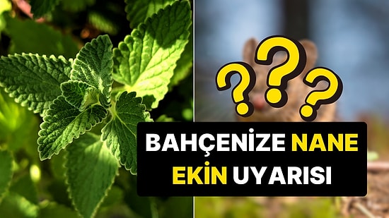 Uzman İsimlerden 'Bahçenize Nane Ekin' Uyarısı: Tam da Zamanı!