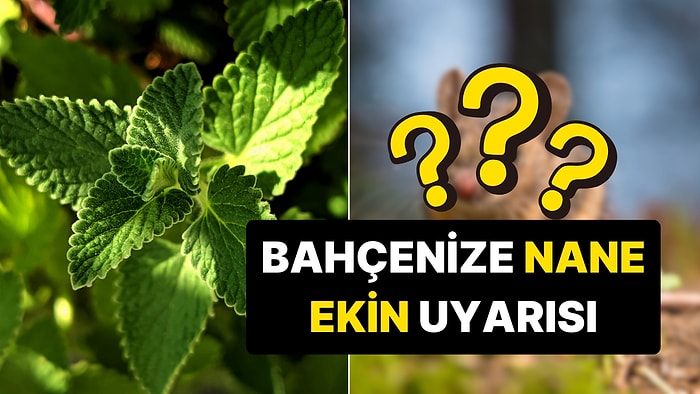 Uzman İsimlerden 'Bahçenize Nane Ekin' Uyarısı: Tam da Zamanı!