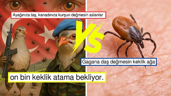 Keklikler vs Keneler