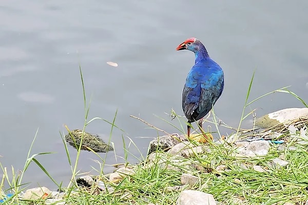 İngilizcede "Sultana Bird" olarak biliniyor.