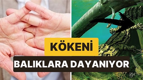 Her Şey Balıklarla Başladı: İnsanlarda El ve Ayak Parmakları Neden Beş Tane?
