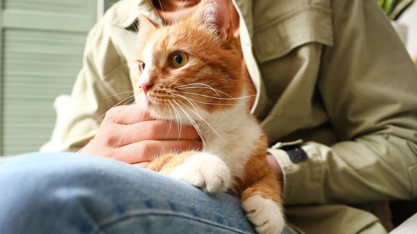 Kedilerin favori insan seçimi tesadüf barındırmaz