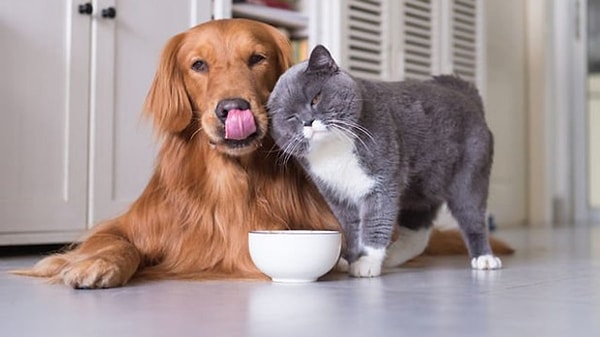 Evcil hayvan sahipleri dikkat: Son tarih 31 Aralık!