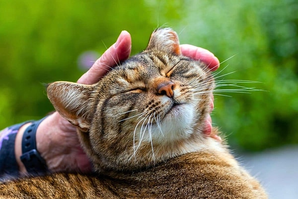 Kediler yoğun ilgiye değil, sakin etkileşime karşılık veriyor
