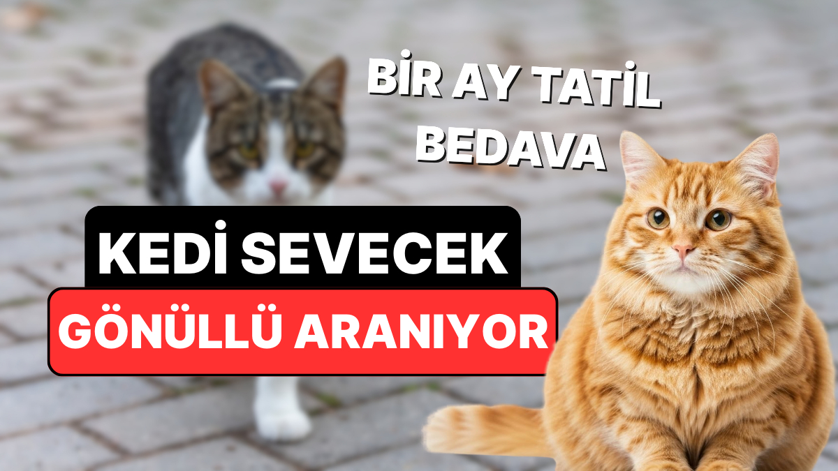 Komşu Ülkedeki Adada Konaklama Ücretsiz: Tek Şart Günde 5 Saat Kedi Sevmek!