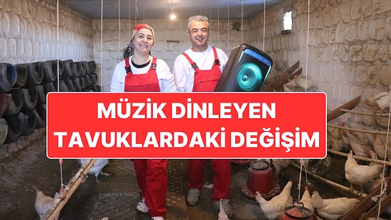 Türk Sanat Müziği ile Coşan Tavuklar: Verimlilik Yüzde 6 Oranında Arttı