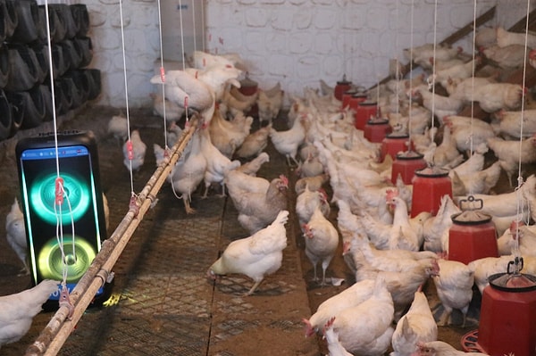 “Türk sanat müziğinin tınısı tavuklara çok iyi geliyor.”