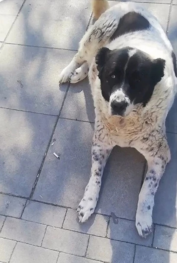 EGO Genel Müdürlüğü'nden soruşturmaya ilişkin yapılan yazılı açıklamada şöyle denildi: