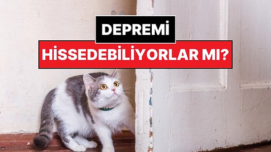 Kediniz Sizi Uyarıyor Olabilir: Bu İşaretlere Dikkat Edin!