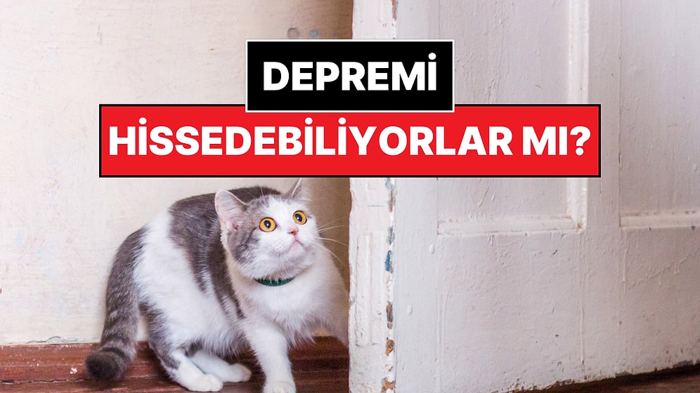 Kediniz Sizi Uyarıyor Olabilir: Bu İşaretlere Dikkat Edin!