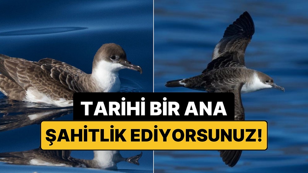 Türkiye'de İlk Kez Görüntülendi: Binlerce Kilometre Öteden Geldi!