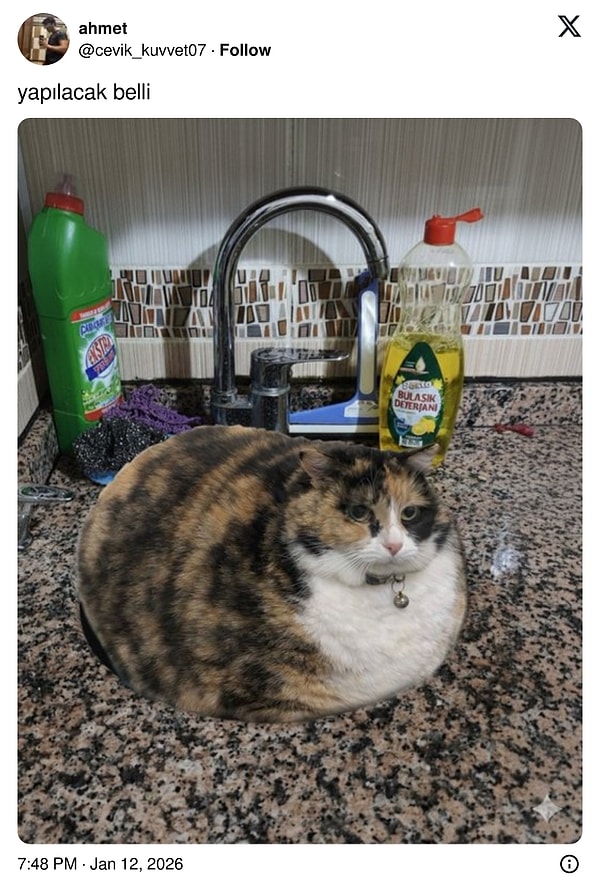 Kimileri meşhur başka kalıplara soktu kediyi.