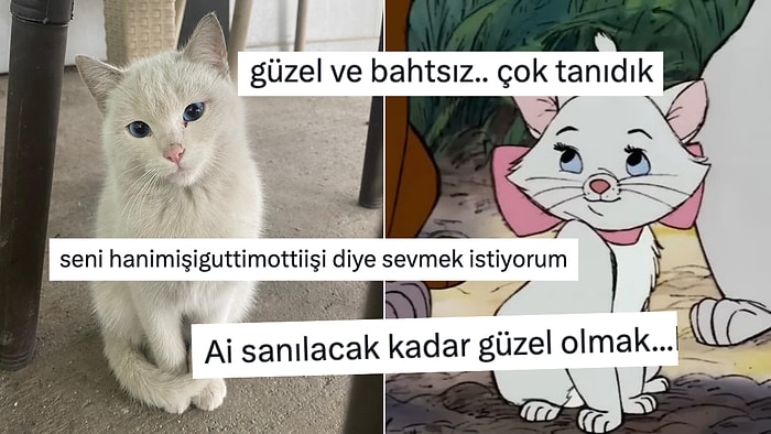 Miss Universe Birincilerine Taş Çıkartan Şırnaklı Sokak Kedisi Kalbimizi Çaldı