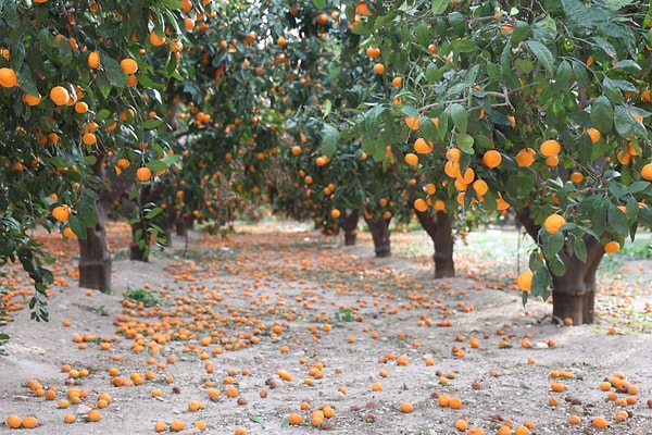 Hatay’da bu yıl mandalina rekoltesinde rekor seviyelere ulaşıldı ancak mandalina dalında kaldı.